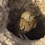 burrowing-owl