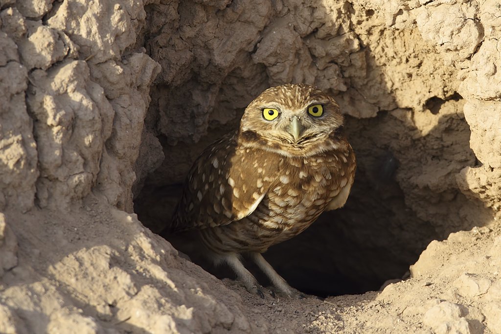 burrowing-owl burrowing-owl