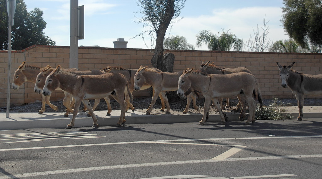 donkey2 donkey2