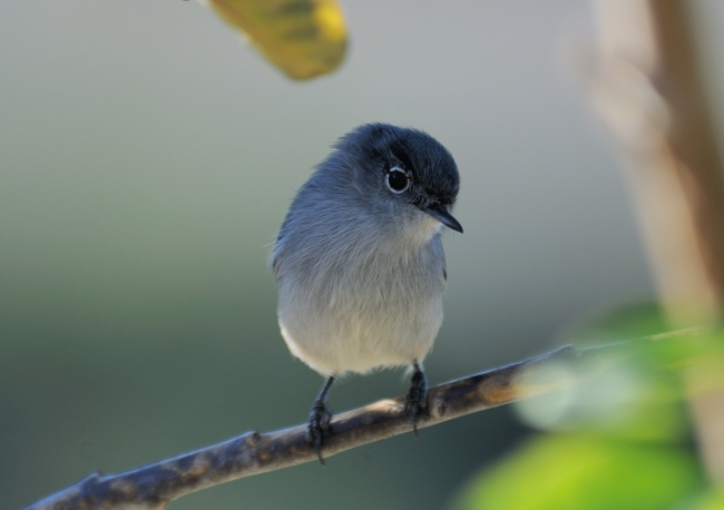 usfws-coastal-california-gnatcatcher-medium usfws-coastal-california-gnatcatcher-medium